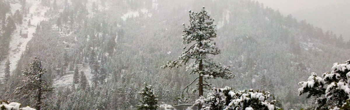 Snow covered mountain valley with pine trees.